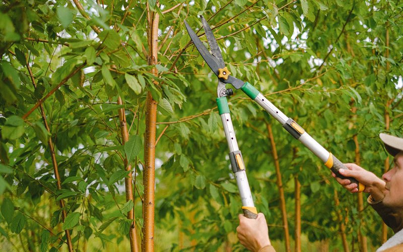 Tree trimming in Anita, IA