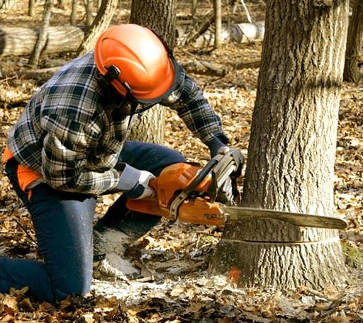 Tree Removal in Anita, IA